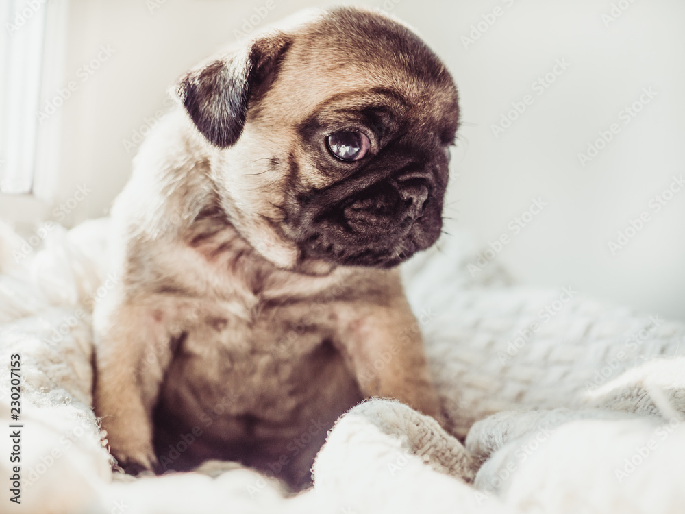 Cute, sweet puppy sitting on a white blanket against the window. Pet care concept