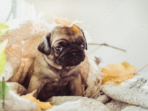 Fototapeta Naklejka Na Ścianę i Meble -  Cute, sweet puppy lying on a blanket and yellow leaves on a white background. Pet care concept