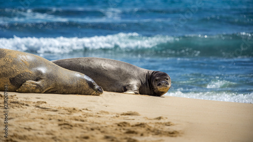 Two hawaiian monk seals, one sleeping, on Mokulua island.