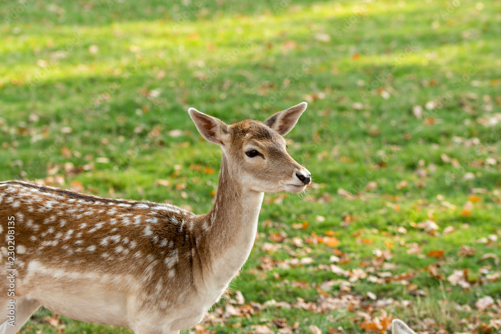 Zeist, Utrecht/The Netherlands - October 21 2018: Deer chewing on some acorns or grass Zeist, Utrecht/The Netherlands - October 21 2018: Deer chewing on some acorns or grass
