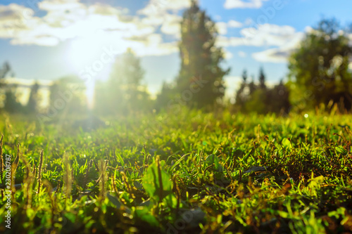 Summer sun rays in green grass