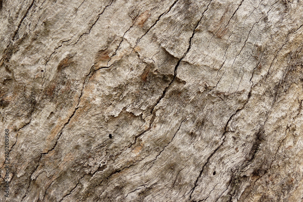 tree bark struchture