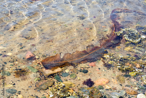 Sea kale  sugary kelp  Laminaria saccharina  floats in the water of the White Sea