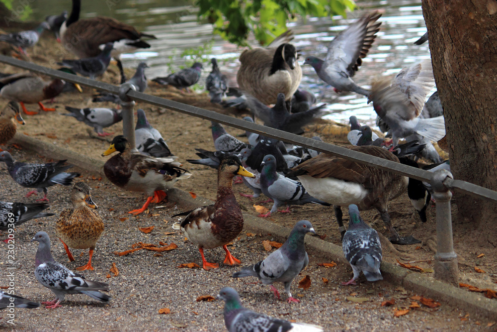 Obraz premium Stadt Vögel