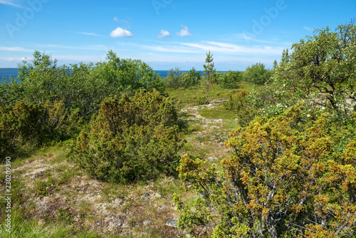 The coastal strip of the White Sea and tundra vegetation on the island of Anzersky photo