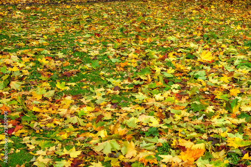 Many maple leaves on ground in autumn