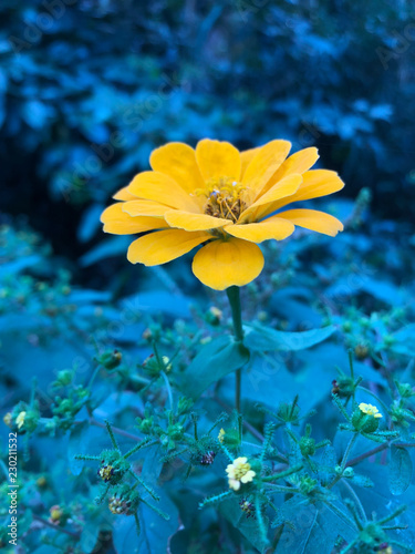 黄色のジニアの花（ヒャクニチソウ）