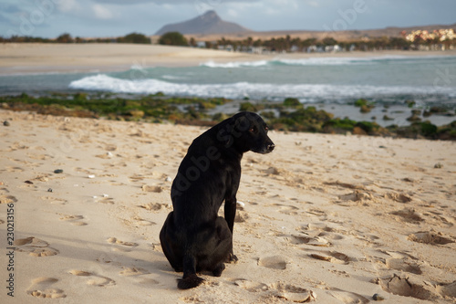 Wandering black dog on the beach in Cape Verde Islands, Boa Vista