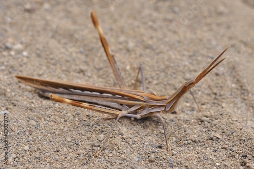 Acrida ungarica - species of grasshopper found in southern and central Europe. Known as the cone-headed grasshopper, nosed grasshopper, or Mediterranean slant-faced grasshopper