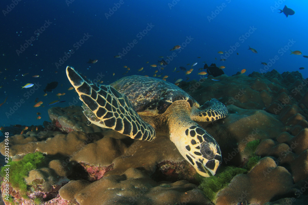 Fototapeta premium Hawksbill Sea Turtle 