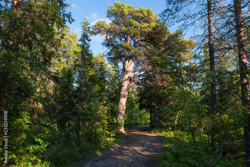 The road to the pier in Monastery Bay on Anzersky Island, Solovki Islands, Arkhangelsk Region, Russia photo