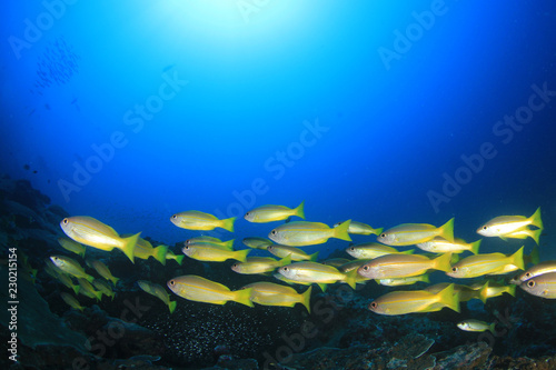 Fototapeta Naklejka Na Ścianę i Meble -  Fish on underwater coral reef 