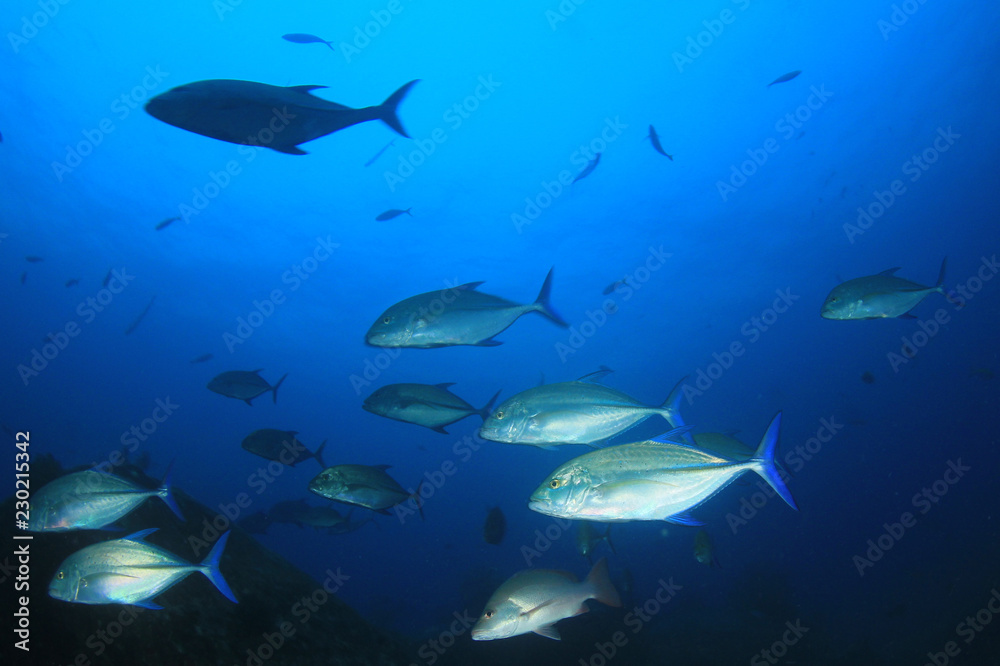 Naklejka premium School of trevally (jack) fish