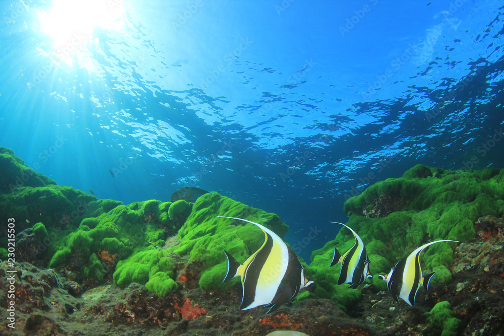 Fototapeta premium Green algae blue water and fish