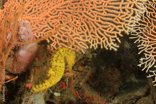 Yellow Tigertail Seahorse  photo