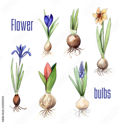 Fototapeta Naklejka Na Ścianę i Meble -  Bulbs of different flowers: Crocus, nascissus, hyacinth, tulip, iris. Watercolor and pencil hand drawn graphics. Isolated flower collection