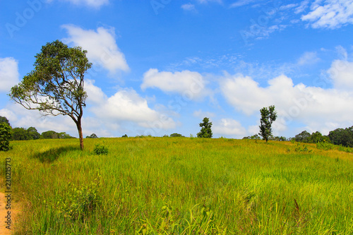 Green grass land with blue sky views at Khao yai national park Thailand