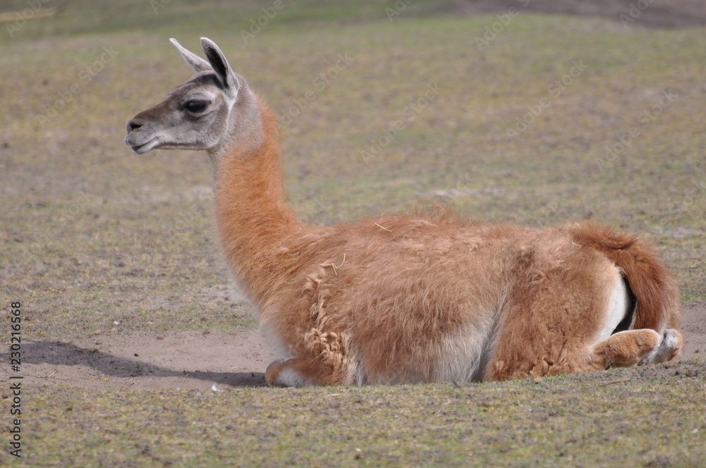 Guanako Guanako