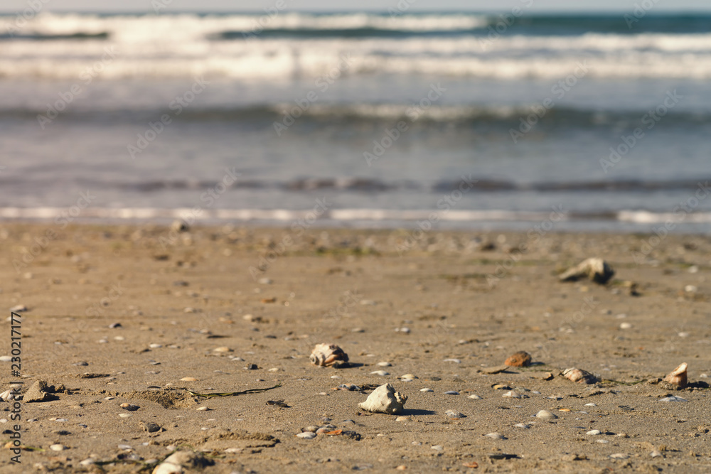 Fototapeta premium seashells on the sandy shore