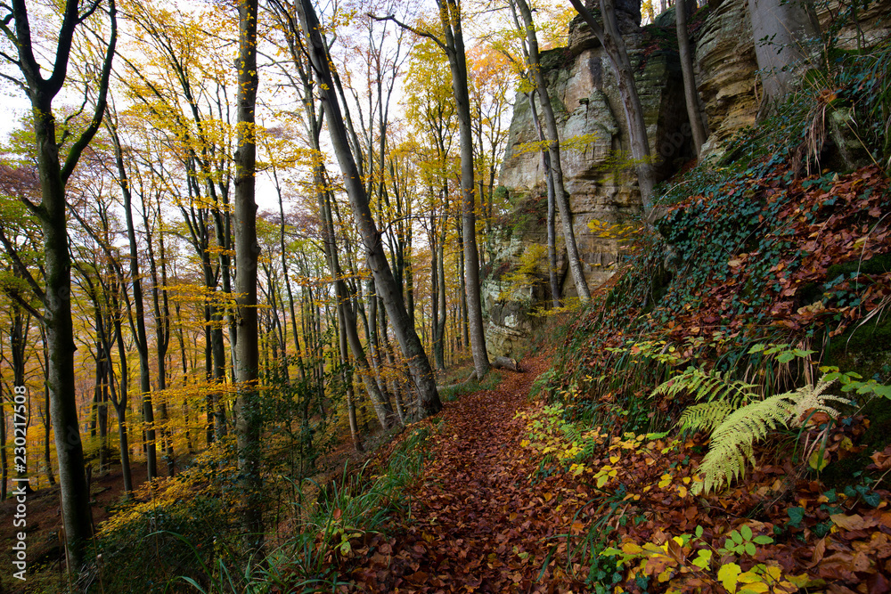 Fototapeta premium hiking trail in the forest, autumn