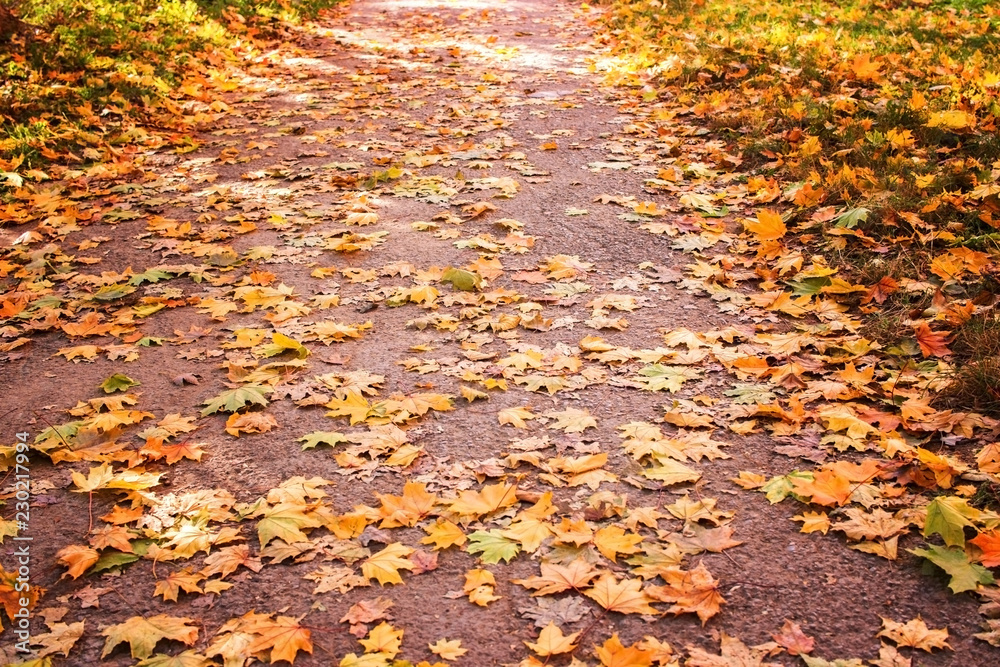 Alley in the park on an autumn sunny afternoon, background and texture. Alley in the park on an autumn sunny afternoon, background and texture.