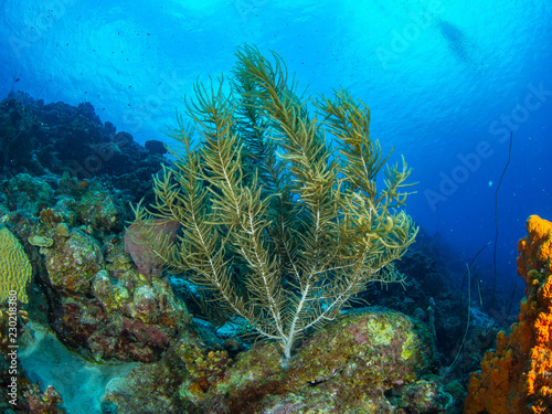 Curacao Underwater world