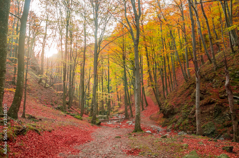 Fototapeta premium Autumn in Cozia, Carpathian Mountains, Romania. Colorful Autumn Leave. Vivid fall colors in forest. Scenery of nature with sunlight through branches of trees.