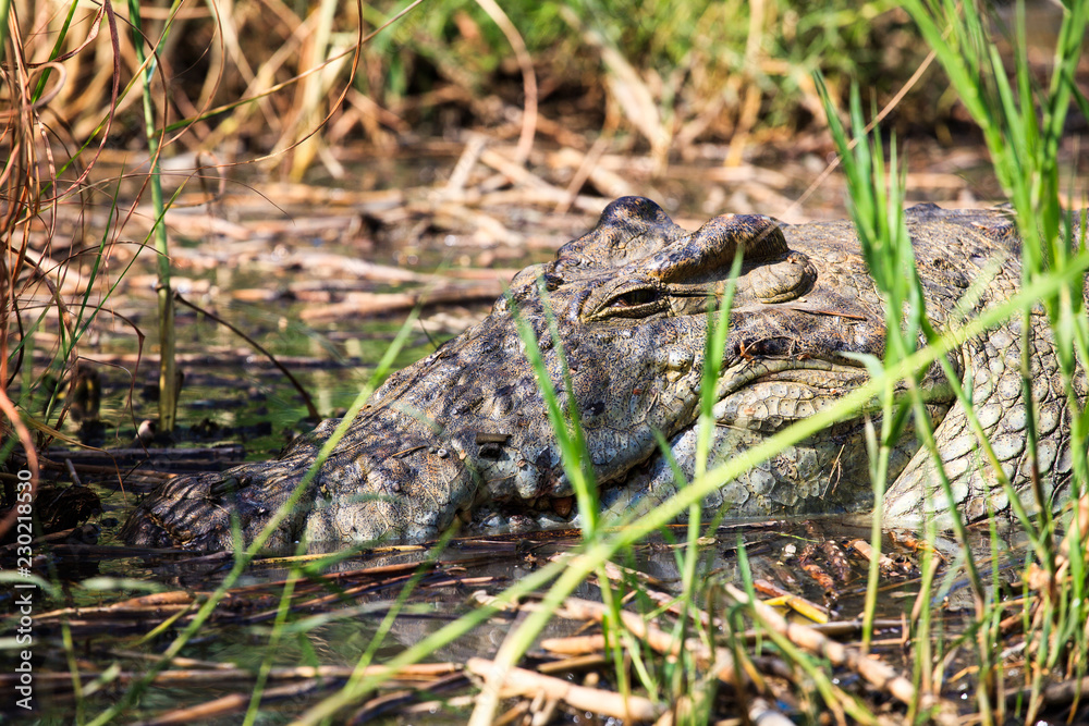 Crocodile (Crocodylus niloticus) laying in grass on the swampy Chamo lakeshore in Ethiopia.