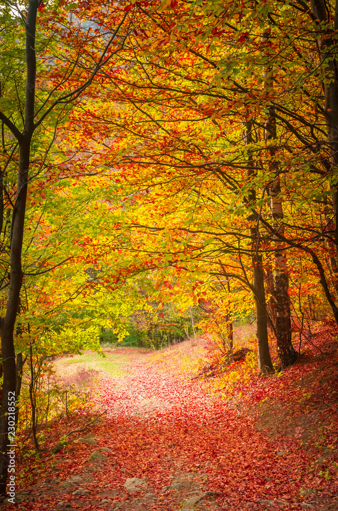 Naklejka premium Autumn in Cozia, Carpathian Mountains, Romania. Colorful Autumn Leave. Vivid fall colors in forest. Scenery of nature with sunlight through branches of trees.