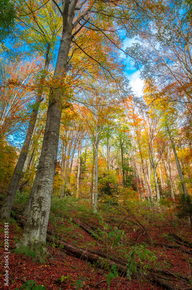 Obraz premium Autumn in Cozia, Carpathian Mountains, Romania. Colorful Autumn Leave. Vivid fall colors in forest. Scenery of nature with sunlight through branches of trees.