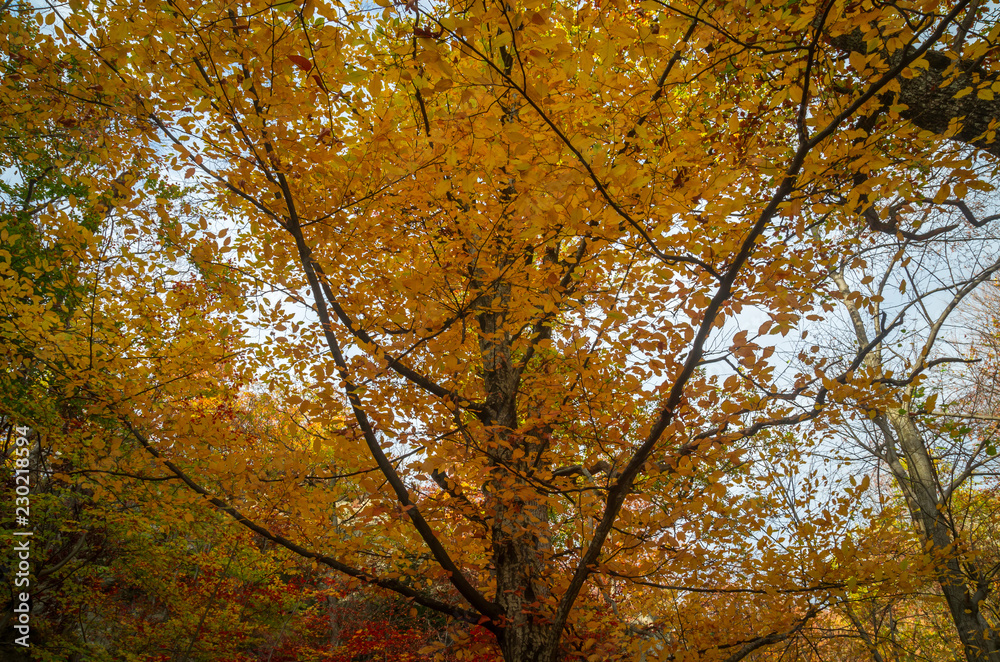 Autumn in Cozia, Carpathian Mountains, Romania. Colorful Autumn Leave. Vivid fall colors in forest. Scenery of nature with sunlight through branches of trees. Autumn in Cozia, Carpathian Mountains, Romania. Colorful Autumn Leave. Vivid fall colors in forest. Scenery of nature with sunlight through branches of trees.