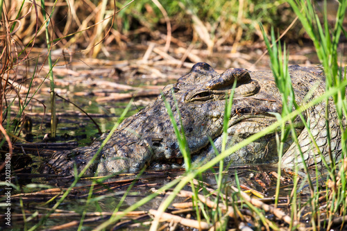 Crocodile (Crocodylus niloticus) laying in grass on the swampy Chamo lakeshore in Ethiopia.