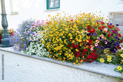Viele bunte blühende Blumen in einem Steintrog 