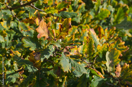 autumn leaf nature scene münster rieselfelder in germany herbst blatt color 