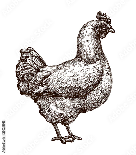 Hen, chicken sketch. Poultry farm, farming concept. Vintage vector illustration