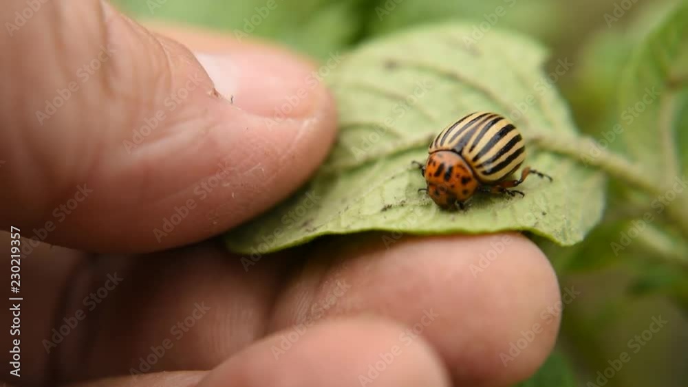 man collects Colorado beetles that eat potato leaves. parasites and pests eliminate the crop on the field. Close-up man collects Colorado beetles that eat potato leaves. parasites and pests eliminate the crop on the field. Close-up