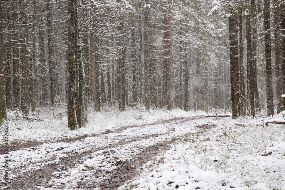 Fototapeta premium road in winter forest