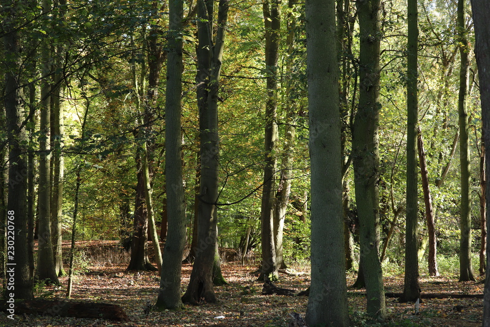 Naklejka premium shimmering sun through wooded trees and forest