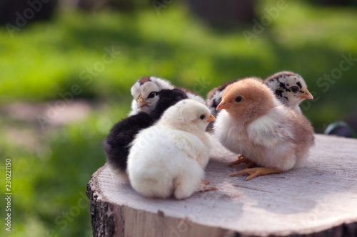 Little cute chickens stand on the log on nature background