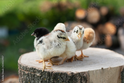 Little chicks stand on the log on nature background