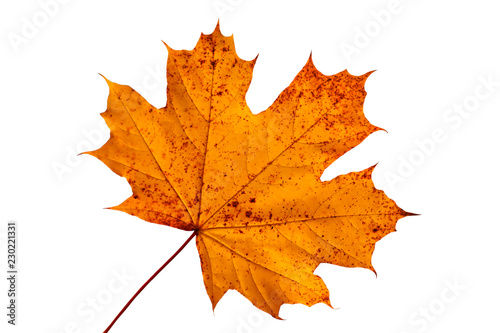 red dry maple leaf ifolated on a white background