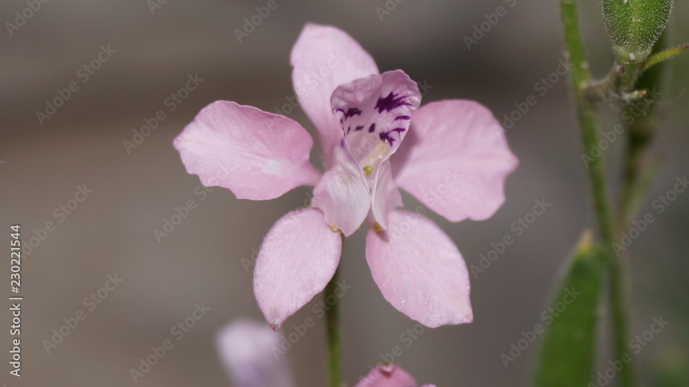 Obraz premium flowers