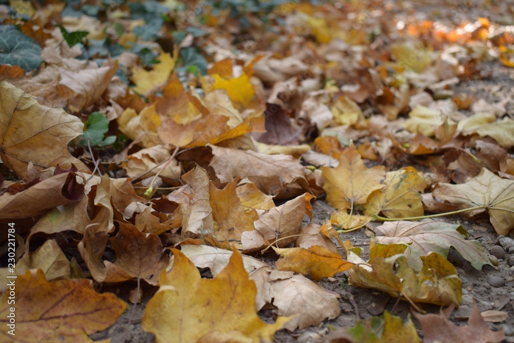 Forest floor in autumn 2