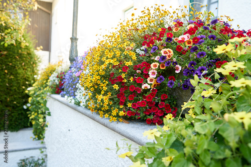 Viele bunte blühende Blumen in einem Steintrog 