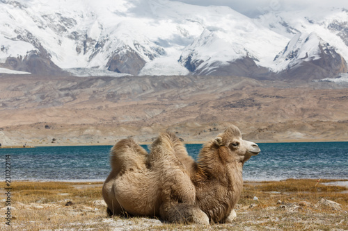 Camel taking at rest at Lake Karakul (Karakorum Highway, Xinjiang, China)