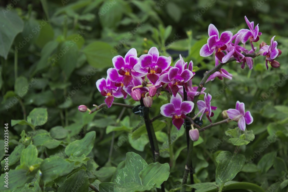 pink orchid in the garden