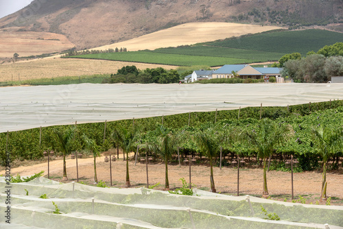 Riebeek West in the Swartland region of South Africa. Vines protected from the sun with plastic sheeting. photo