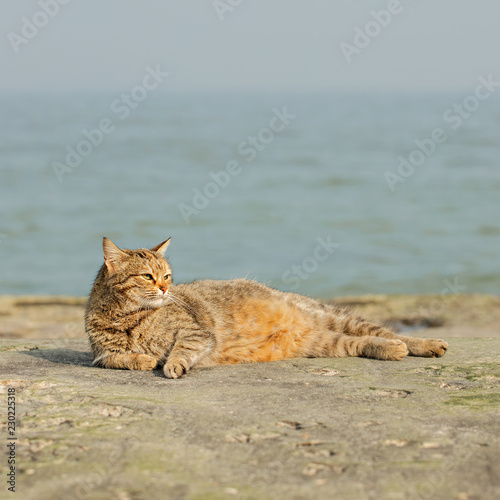 Funny grey cat on the beach against the sea.