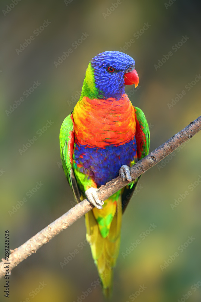 The rainbow lorikeet (Trichoglossus moluccanus) sitting on the branch. Extremely colored parrot on a branch with a colorful background.