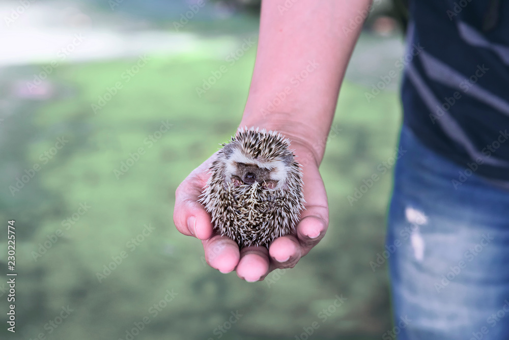 Person African Pygmy Hedgehog in hands, Beautiful young hedgehog Person African Pygmy Hedgehog in hands, Beautiful young hedgehog